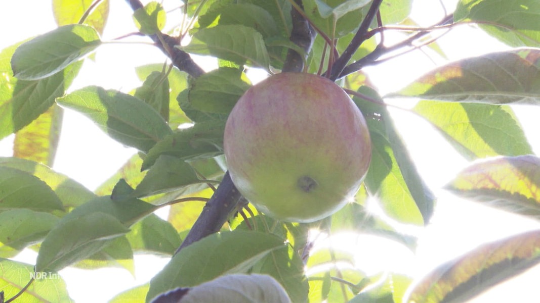 Ein Apfel hängt an einem Ast.