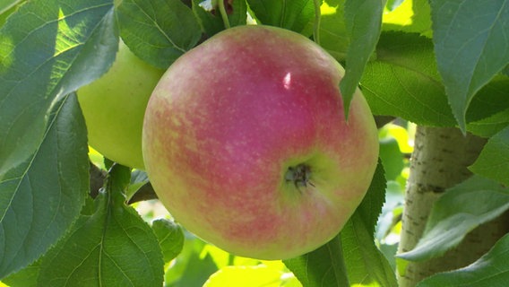 Ein Apfel hängt an einem Apfelbaum. © Screenshot 