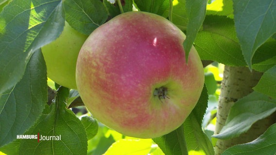 Ein Apfel hängt am Baum. © Screenshot 