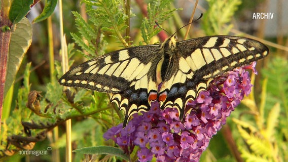 Ein sogenannter Schwalbenschwanz sitzt mit ausgebreiteten Flügeln auf einer Blume. © Screenshot 