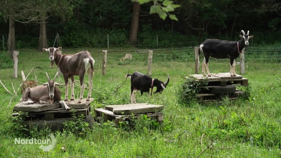 Thüringer Waldziegen auf einer Wiese. © Screenshot 