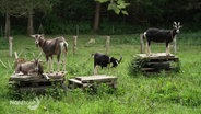 Thüringer Waldziegen auf einer Wiese. © Screenshot 