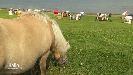 Ein Pony am Deich vor Strandkörben © Screenshot 