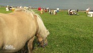 Ein Pony am Deich vor Strandkörben © Screenshot 