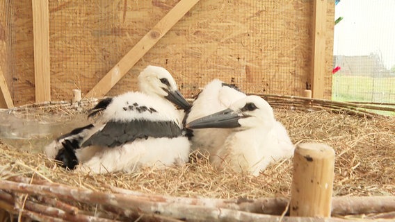 Zwei junge Störche in einem Nest. © Screenshot 