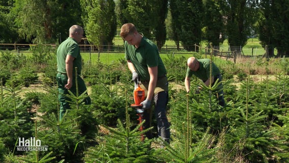 Baumpflege auf einer Weihnachtsbaum-Plantage. © Screenshot 