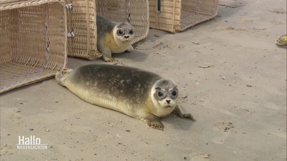 Zwei Seehunde kriechen aus Korbkisten. © Screenshot 