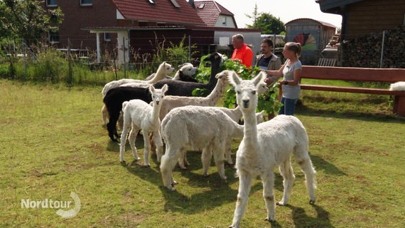 Alpakas stehen auf einer Weide. Im Hintergrund füttern drei Personen einige der Tiere. © Screenshot 