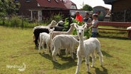 Alpakas stehen auf einer Weide. Im Hintergrund füttern drei Personen einige der Tiere. © Screenshot 