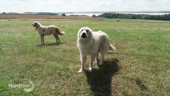 Zwei Herdenschutzhunde stehen hinter einem Zaun auf einer Weide. © Screenshot 