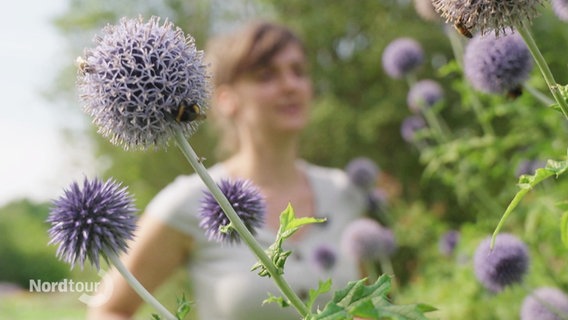 Nahaufnahme von Blüten des Zierlauchs (Alium) über die Bienen und Hummeln krabbeln in einem Garten, dahinter eine Frau © Screenshot 