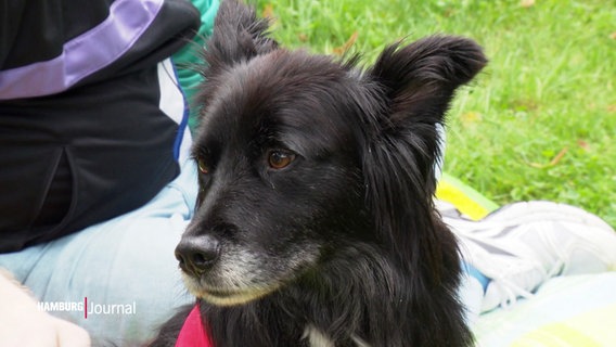 Ein Hund sucht beim Bark-Date im Stadtpark nach einem neuen Besitzer. © Screenshot 