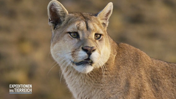 Ein Puma in den argentinischen Anten. Sein Fehl ist braun-beige, perfekt angepasst an die Farbe der Umgebung. © Screenshot 