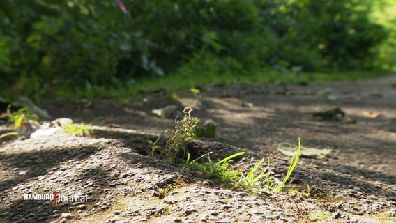 Ein maroder Weg im alten Elbpark soll saniert werden. © Screenshot 