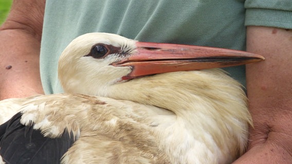 Ein Mann hält einen verletzten Storch im Arm. © Screenshot 