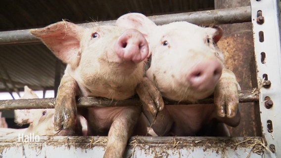 Zwei neugierige Schweine stecken ihre Köpfe durch eine Absperrung im Stall. © Screenshot 