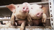 Zwei neugierige Schweine stecken ihre Köpfe durch eine Absperrung im Stall. © Screenshot 