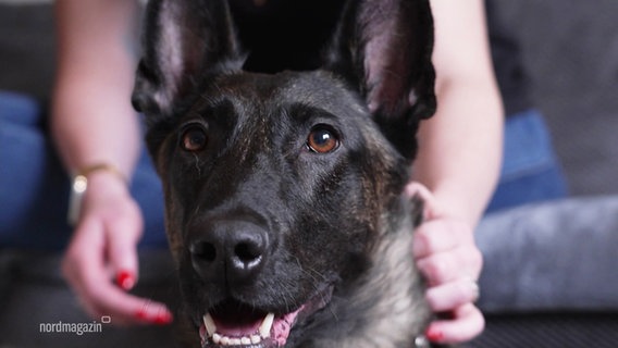 Ein holländischer Schäferhund blickt in die Kamera. © Screenshot 