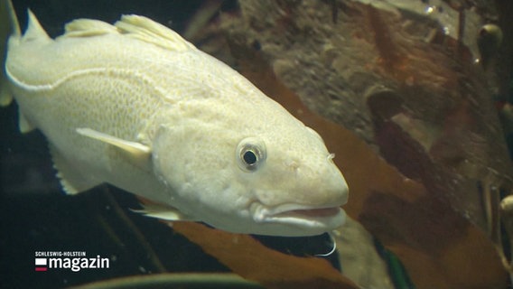 Ein heller Fisch schwimmt im Meer. © Screenshot 