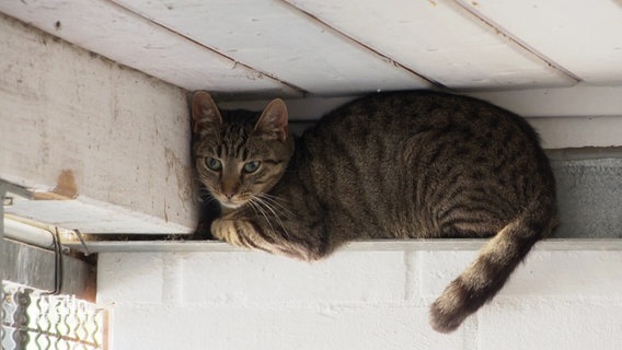 Eine Katze liegt auf einem schmalen Vorsprung unter einem Dach. © Screenshot 