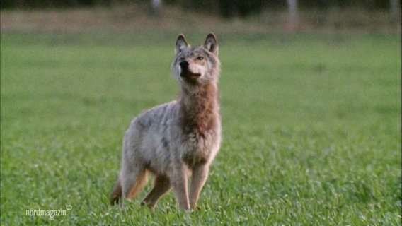 Ein Wolf blickt in den Himmel auf einer offenen Wiese. © Screenshot 