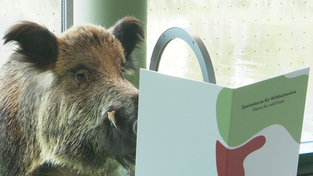 Neue Ausstellung „Botschaft der Wildtiere“ in der Hafencity