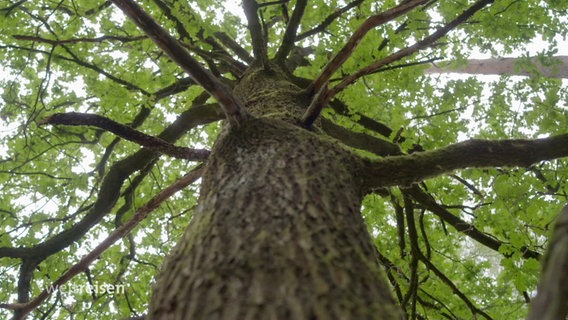 Ein Baum © Screenshot 