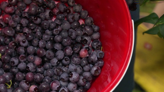 In einem roten Eimer lagern frisch gepflückte Heidelbeeren. © Screenshot 