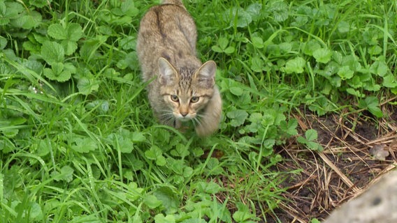 Eine Wildkatze schleicht durch das Gras. © Screenshot 