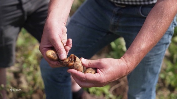 Verfaulte Kartoffeln werden von einem Landwirt in die Kamera gehalten. © Screenshot 