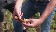 Verfaulte Kartoffeln werden von einem Landwirt in die Kamera gehalten. © Screenshot 