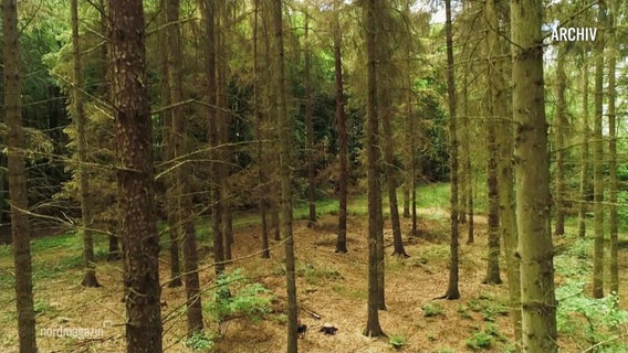 ein Wald © Screenshot 