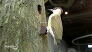 Ein aus Holz gefertigter Specht sitzt an einem Baumstamm in einem Erlebnismuseum. © Screenshot 