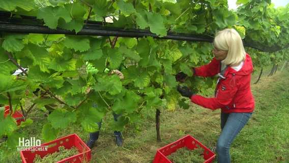 Eine Frau in roter Jacke erntet Trauben an Reben in einem Weinstock. © Screenshot 