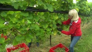 Eine Frau in roter Jacke erntet Trauben an Reben in einem Weinstock. © Screenshot 