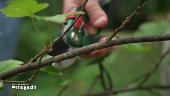 Jemand setzt eine Gartenschere an einen Ast an, um ihn abzuschneiden. © Screenshot 