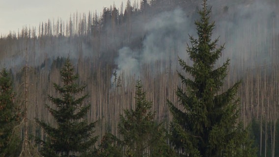 Beim Waldbrand am Brocken im Harz steigt Rauch zwischen den Bäumen auf. © Screenshot 