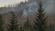 Beim Waldbrand am Brocken im Harz steigt Rauch zwischen den Bäumen auf. © Screenshot 