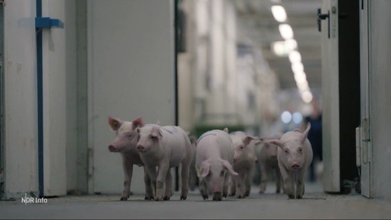 Eine Gruppe junger Schweine läuft auf die Kamera zu. © Screenshot 