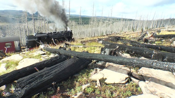 Eine historische Dampflok fährt auf den Brocken, im Vordergrund verkohlte Baumstämme, im Hintergrund kahle Baumgerippe. © Screenshot 