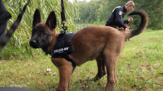 Ein Schäferhund im Welpenalter beim Polizeitraining © Screenshot 