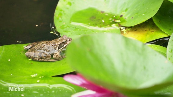 Frosch auf einem Seerosenblatt. © Screenshot 