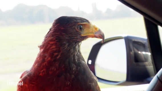 Ein Amerikanischer Wüstenbussard sitzt in einem fahrendem PKW und schaut aus dem Fenster. © Screenshot 