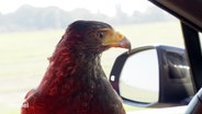 Ein Amerikanischer Wüstenbussard sitzt in einem fahrendem PKW und schaut aus dem Fenster. © Screenshot 