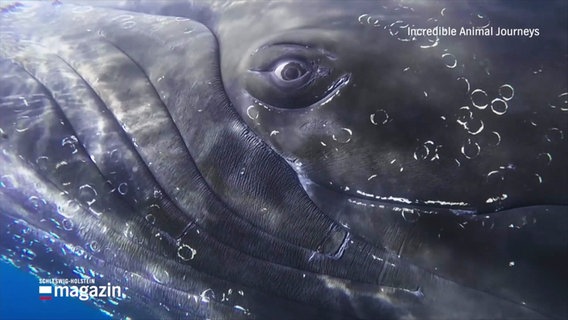 Ein Bild aus dem Naturfilm "Incredible Animal Journeys": Der Kopf und das große Auge eines Wals unter wasser. © Screenshot 