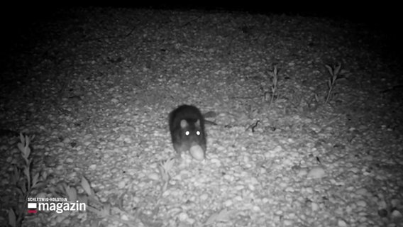 Die Nachtaufnahme einer eierklauenden Ratte auf Hallig. © Screenshot 