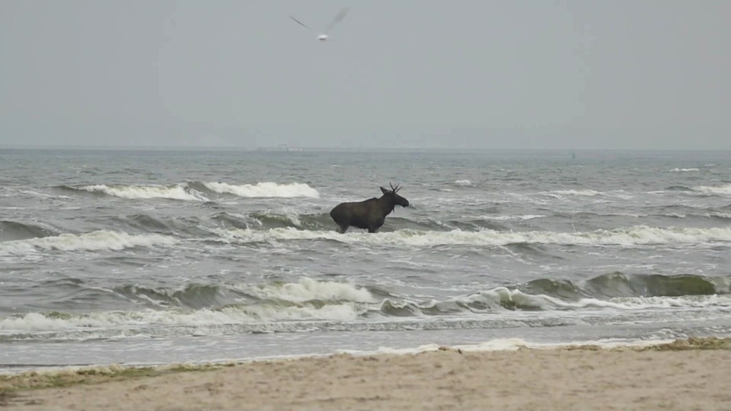 Elch in der Ostsee auf Usedom