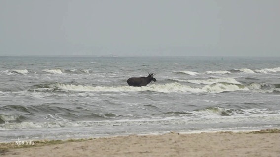 Ein Elch in der Ostsee. © Screenshot 