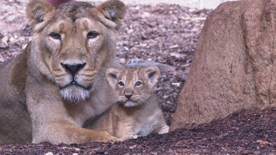 Löwennachwuchs Zoo Schwerin © Screenshot 