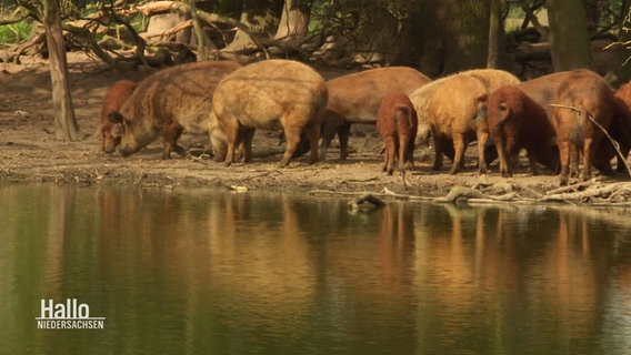 Eine Rotte Wollschweine an einem Teich. © Screenshot 